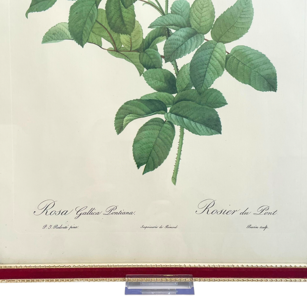 Pair of Redouté Rose Botanical Prints - Framed Vintage Red Velvet Gilt