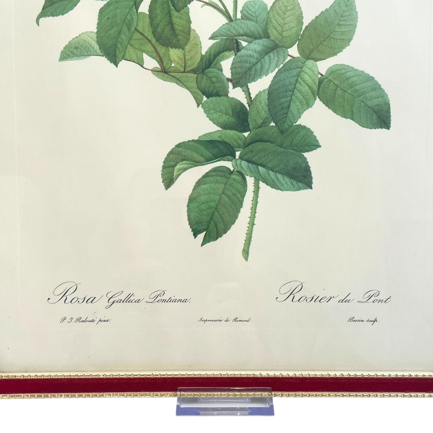 Pair of Redouté Rose Botanical Prints - Framed Vintage Red Velvet Gilt