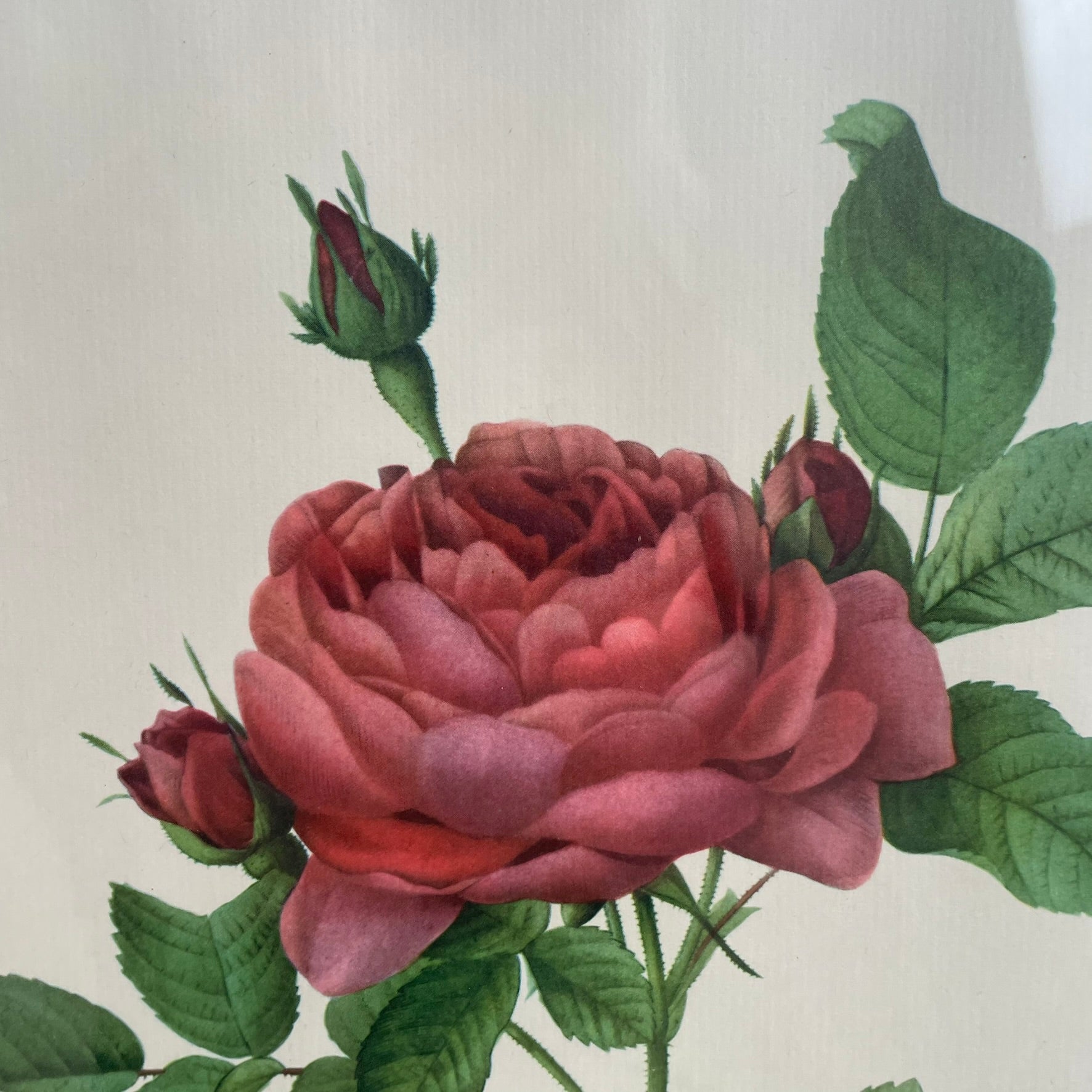 Pair of Redouté Rose Botanical Prints - Framed Vintage Red Velvet Gilt