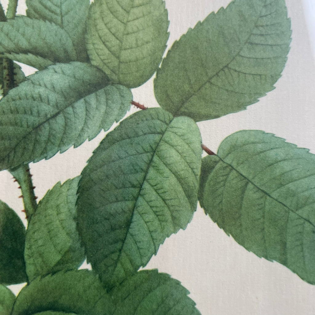 Pair of Redouté Rose Botanical Prints - Framed Vintage Red Velvet Gilt