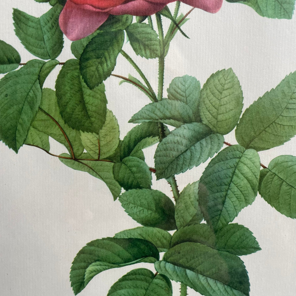 Pair of Redouté Rose Botanical Prints - Framed Vintage Red Velvet Gilt