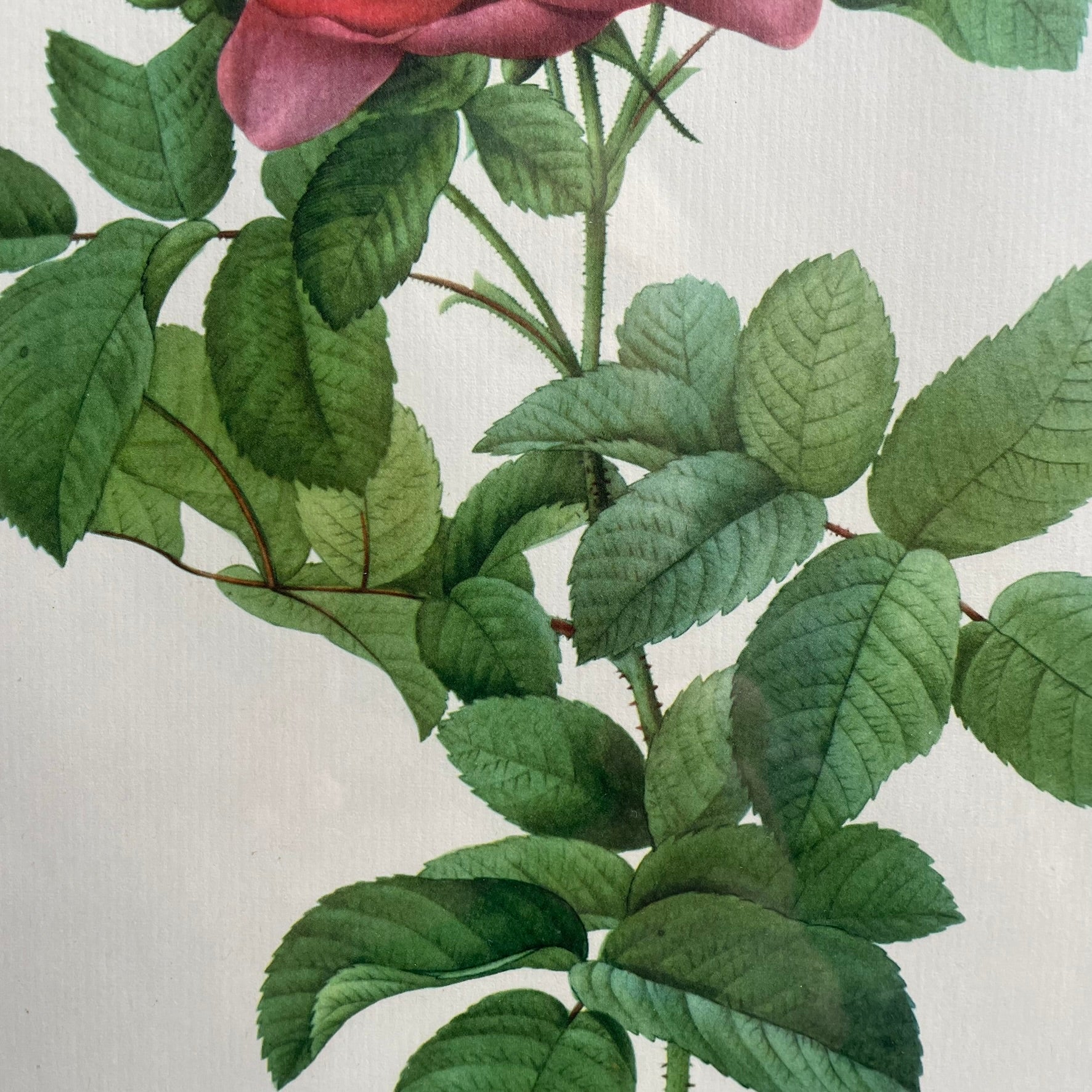 Pair of Redouté Rose Botanical Prints - Framed Vintage Red Velvet Gilt