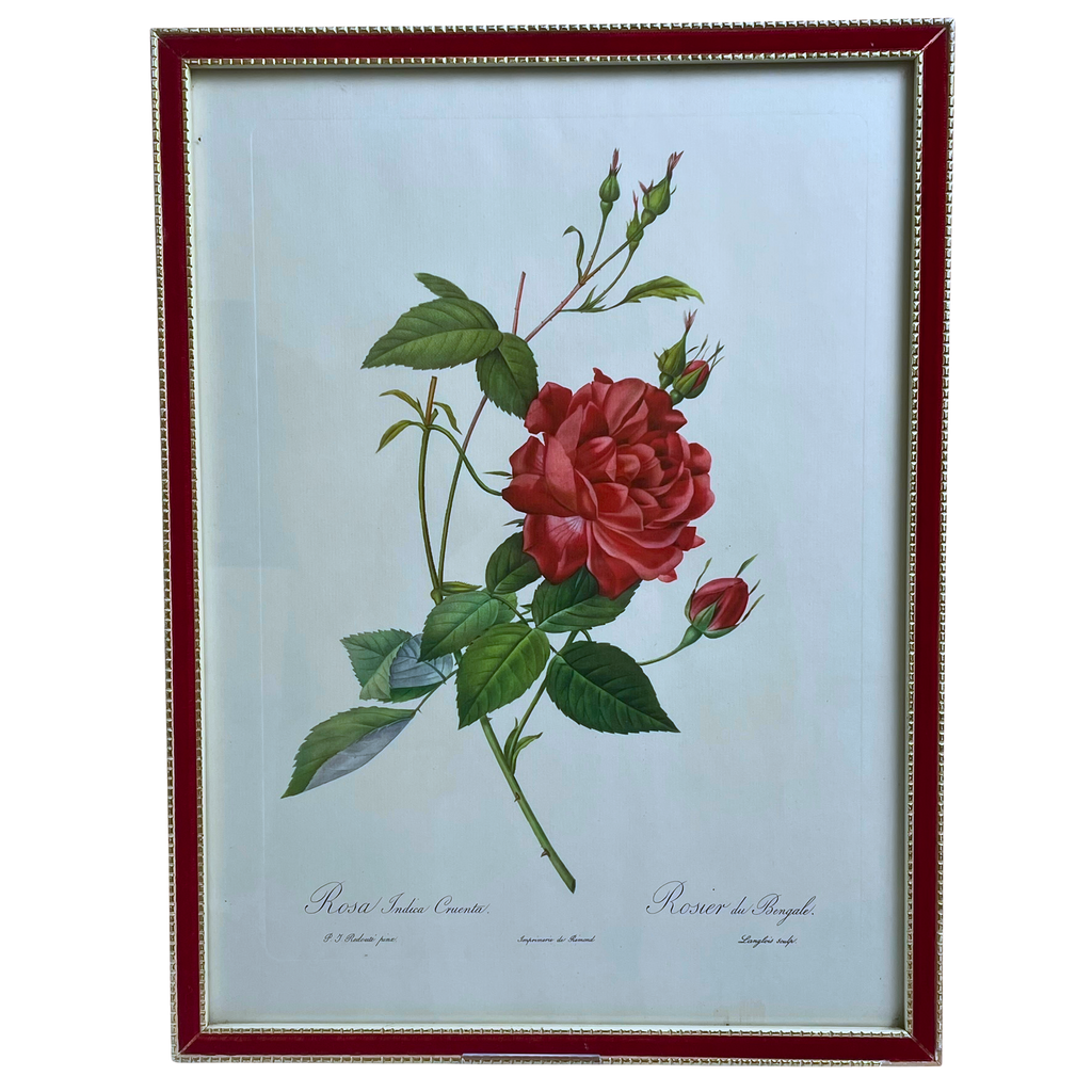 Pair of Redouté Rose Botanical Prints - Framed Vintage Red Velvet Gilt