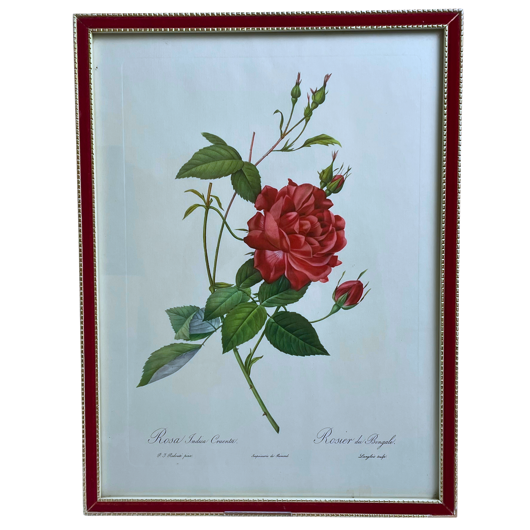Pair of Redouté Rose Botanical Prints - Framed Vintage Red Velvet Gilt